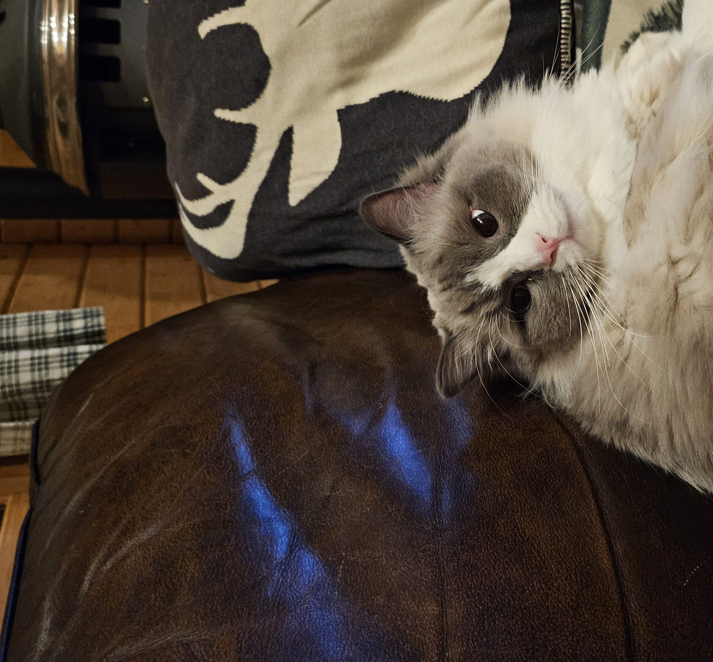 Toby