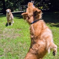 Picture of &nbsp;&nbsp;Finn + Penny