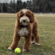 Picture of &nbsp;&nbsp;Joy