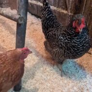 Picture of &nbsp;&nbsp;The Girls