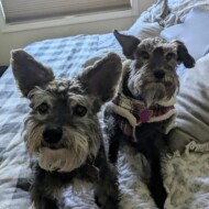 Picture of &nbsp;&nbsp;Maisy + Mugsy