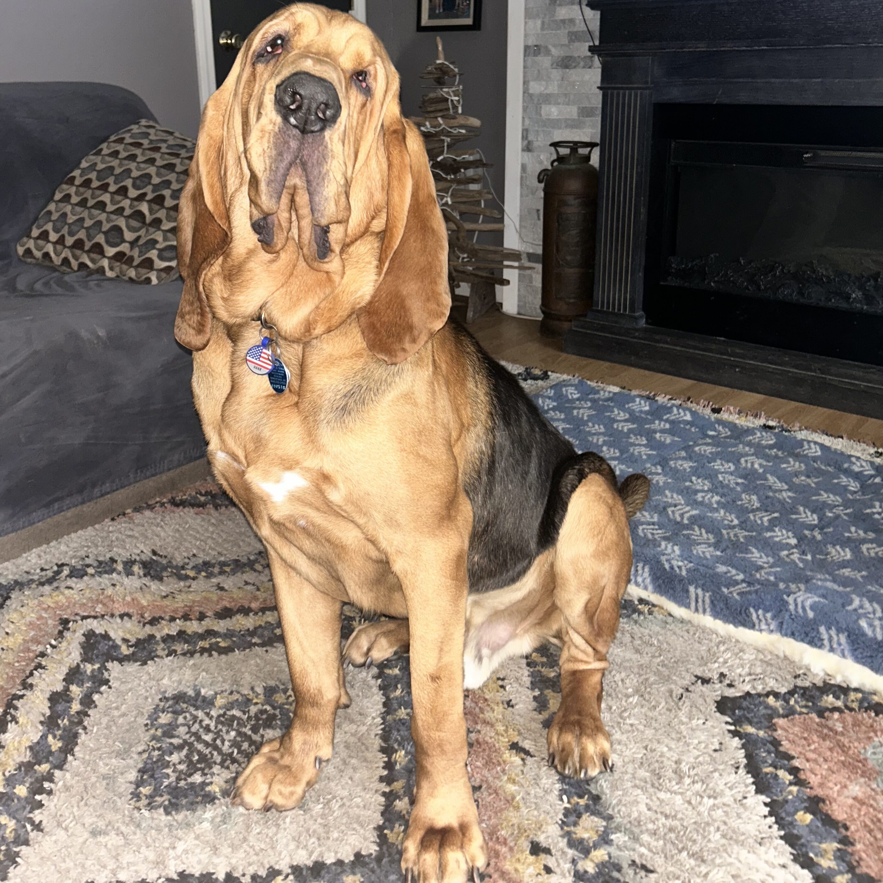 Hank