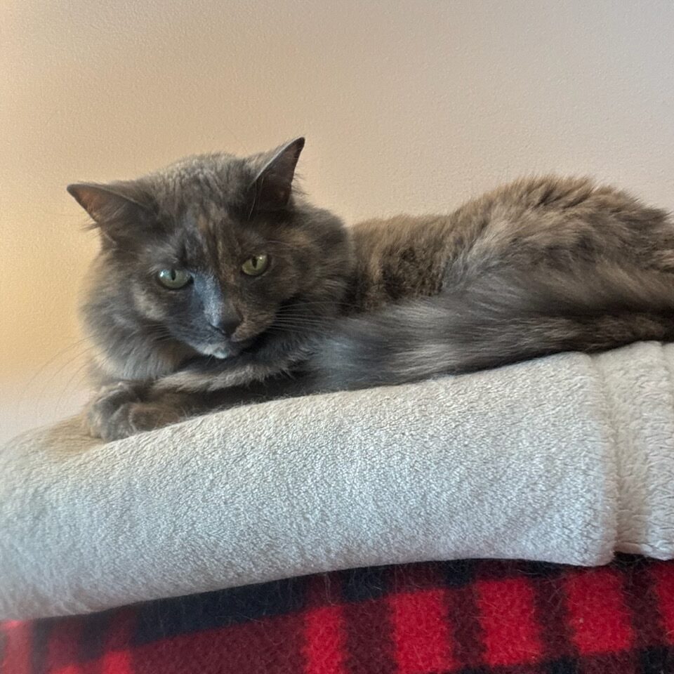 Belle
