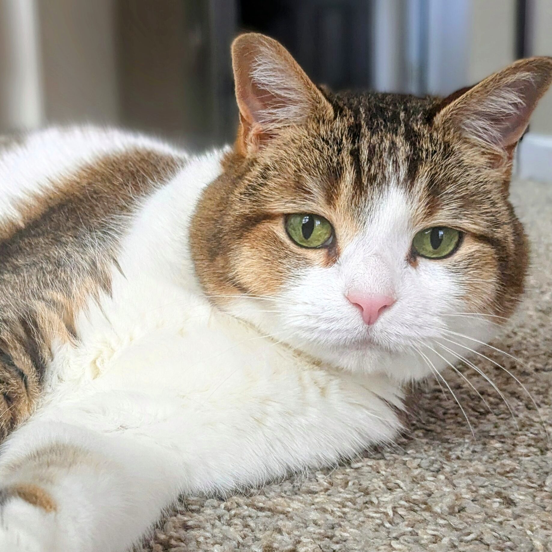 Nala
