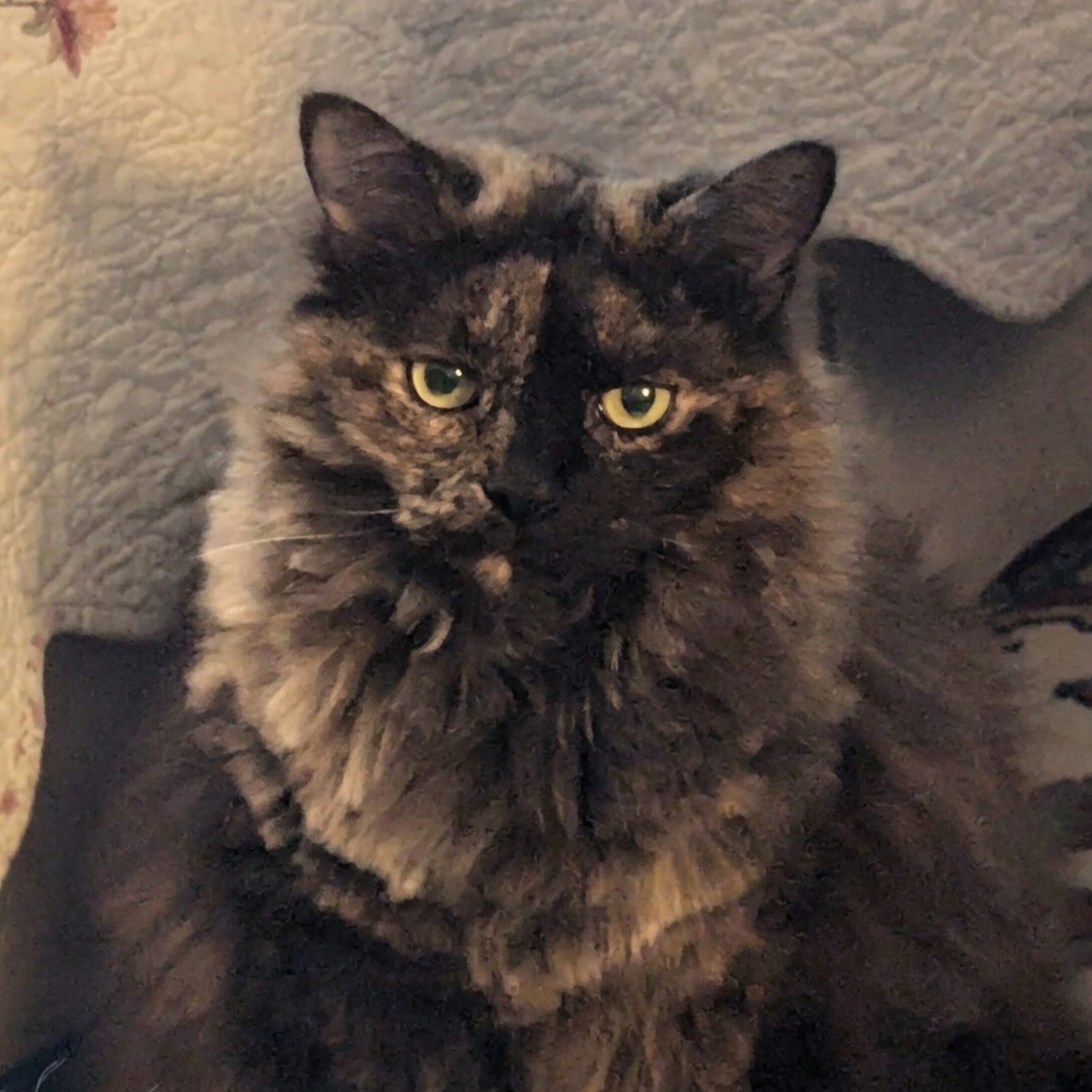Addie