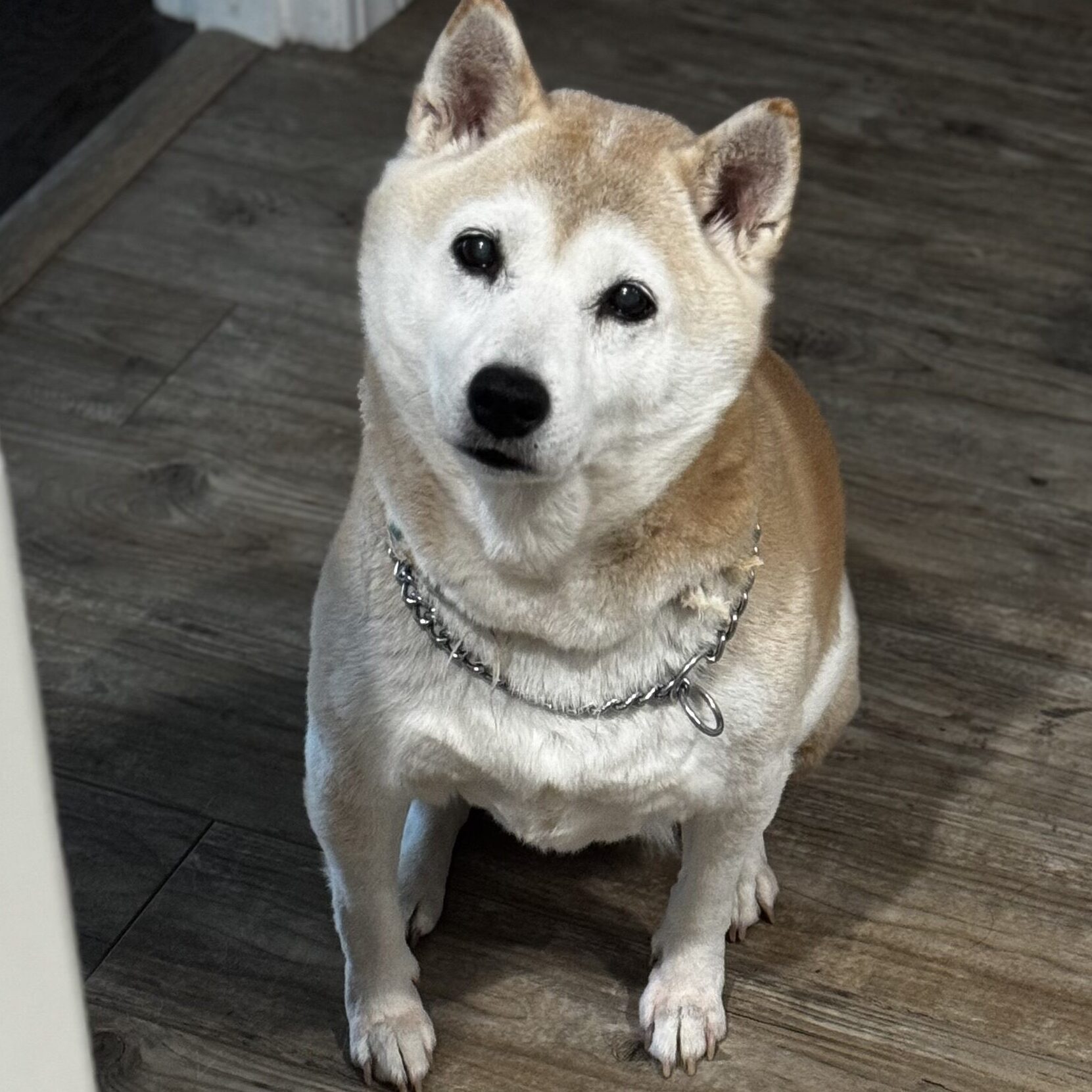 Kiko