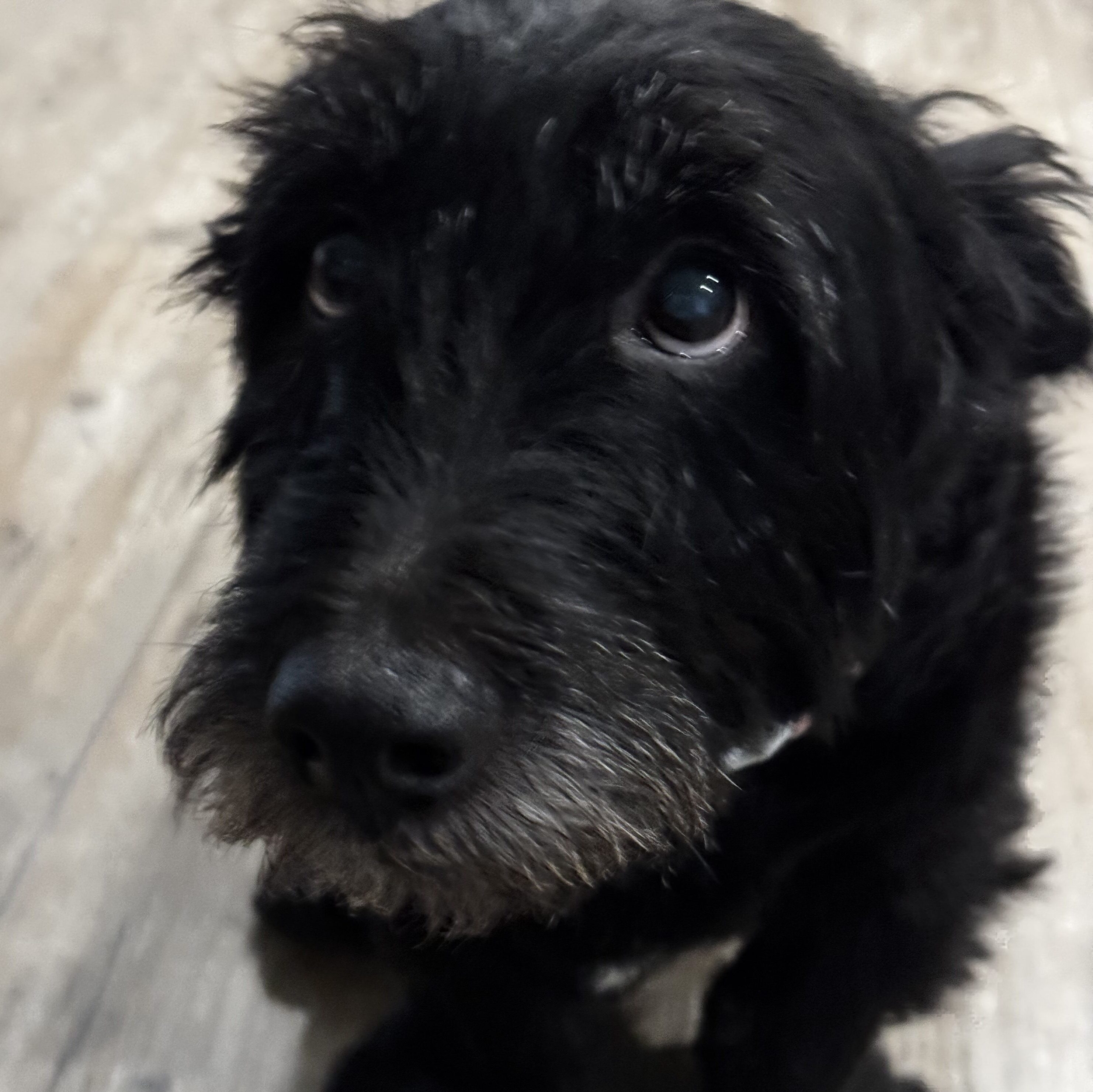 Molly