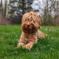 Picture of &nbsp;&nbsp;Stewie