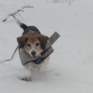 Picture of &nbsp;&nbsp;Plum