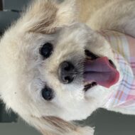 Picture of   Jasper + Monty