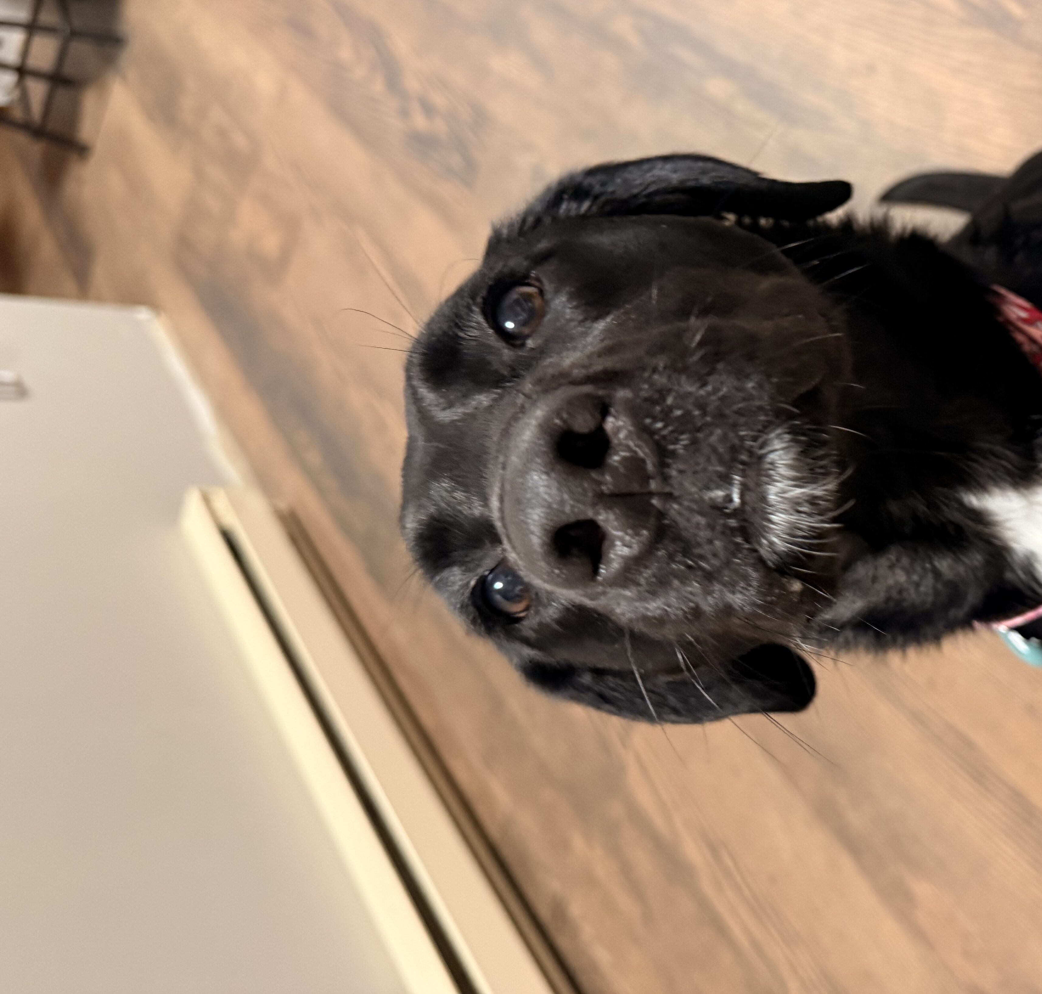 Maggie