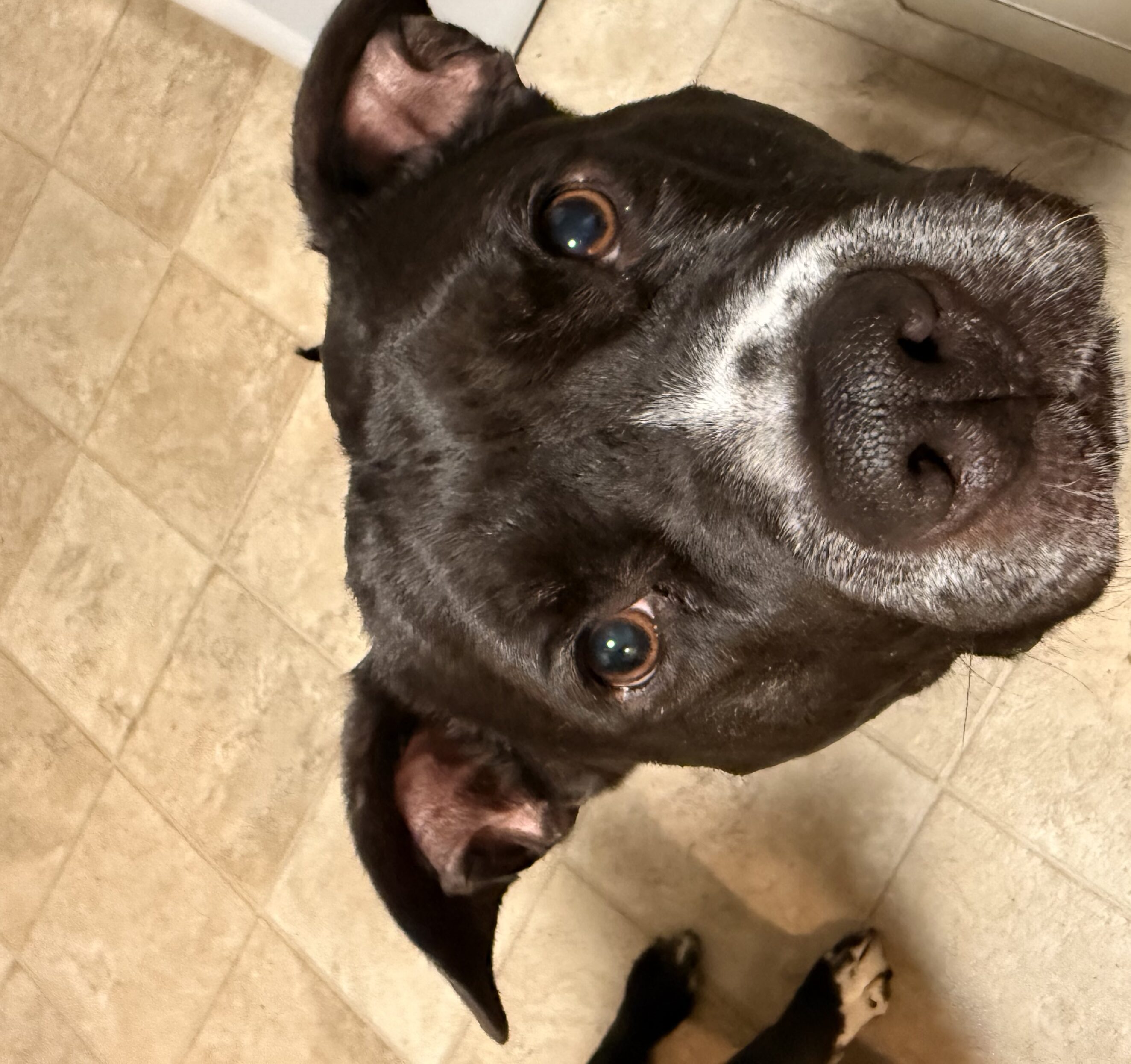 Gus