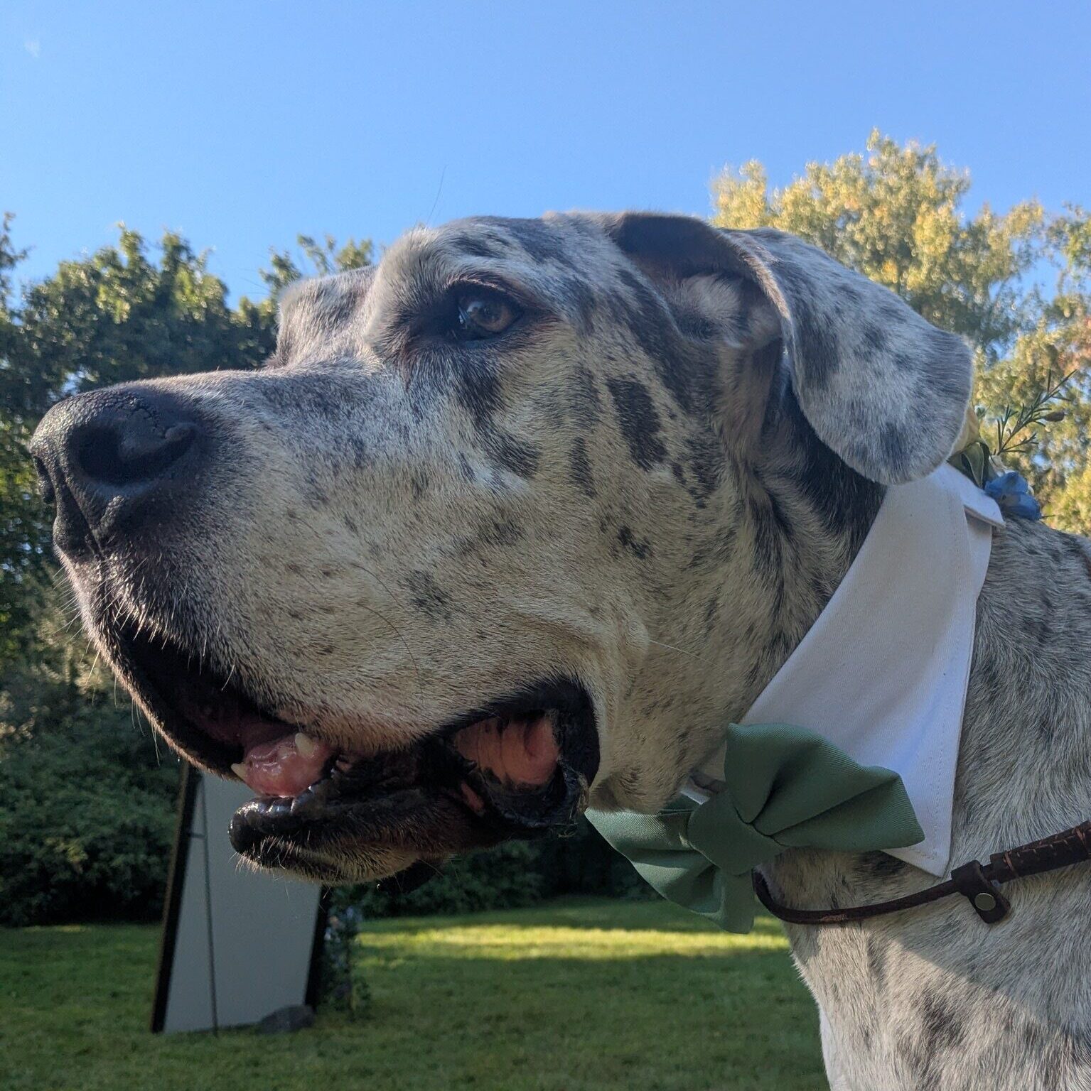 Roscoe