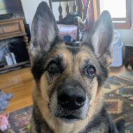 Picture of &nbsp;&nbsp;Nova