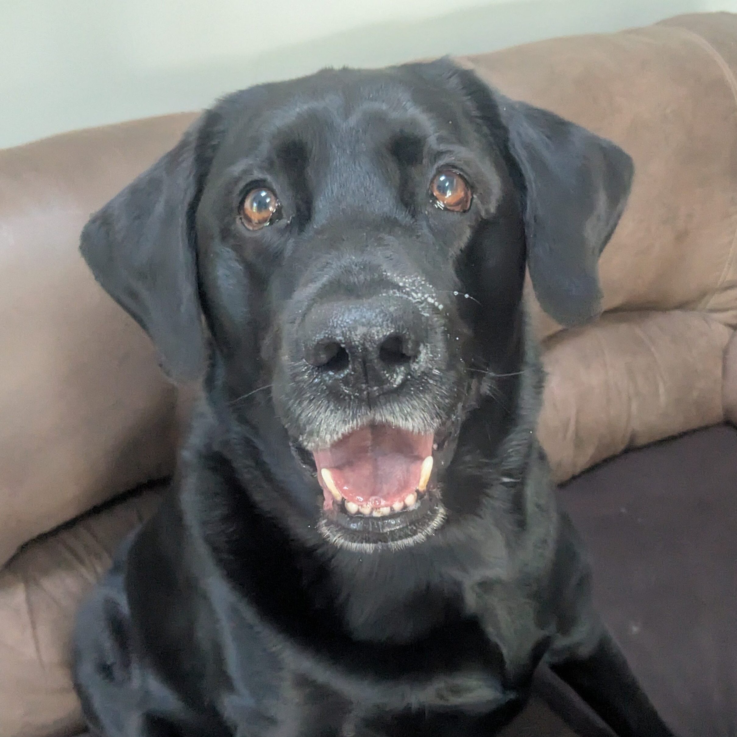 Finn