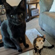 Picture of Charli + Winston