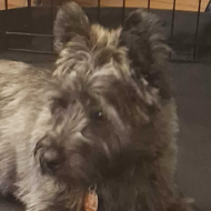 Picture of &nbsp;&nbsp;Hamish