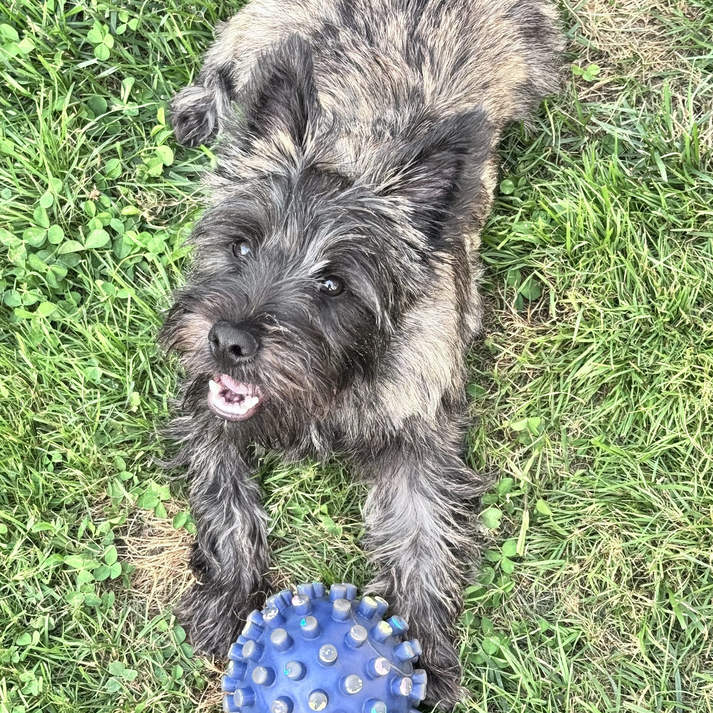 Hamish