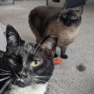 Picture of &nbsp;&nbsp;Izzy + Prince