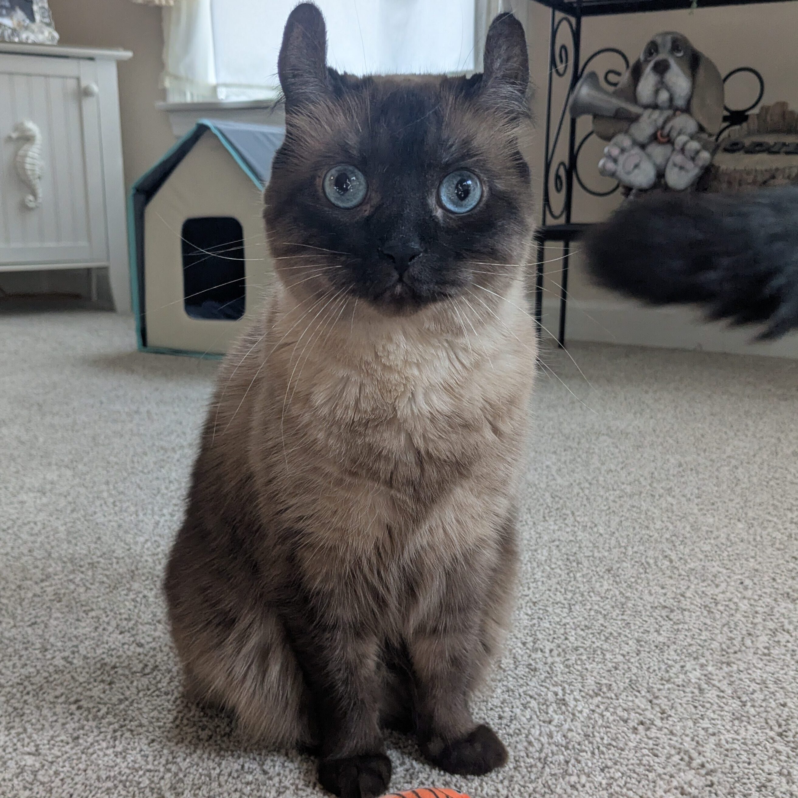 Izzy