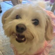 Picture of &nbsp;&nbsp;Bella