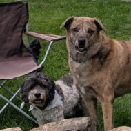 Picture of Cookie + Montana