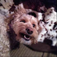 Picture of &nbsp;&nbsp;Haerty + Chickens